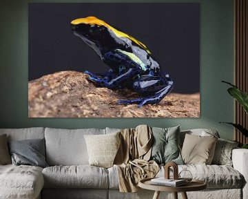 Malerfrosch (Dendrobates tinctorius) von Ronald Pol