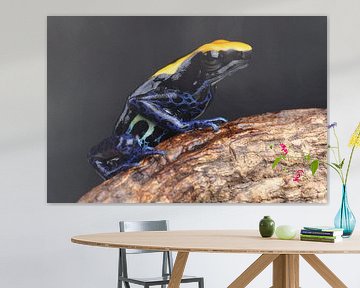 Malerfrosch (Dendrobates tinctorius) von Ronald Pol