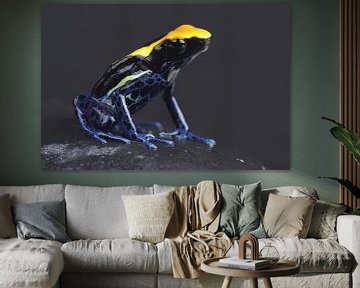 Malerfrosch (Dendrobates tinctorius) von Ronald Pol