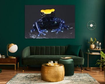 Malerfrosch (Dendrobates tinctorius) von Ronald Pol