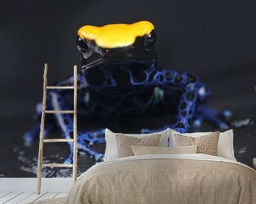 Dyeing Poison Dart Frog (Dendrobates tinctorius) by Ronald Pol