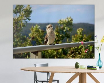 The kookaburra was very curious