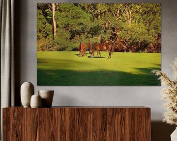 Golden hour horses