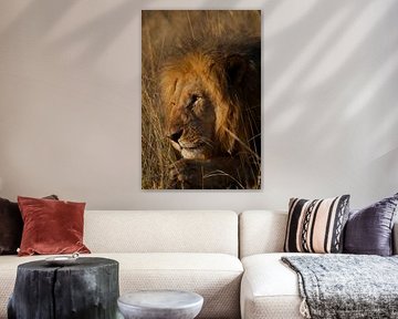 Lion Afrique du Sud sur David Blok