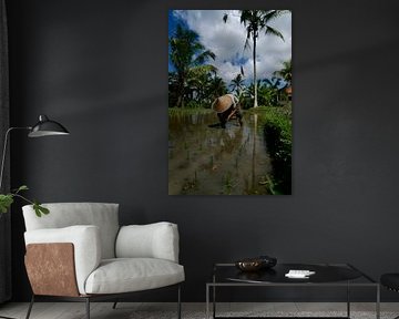 Bali van David Blok