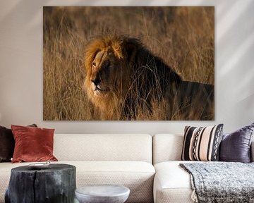 Leo sur David Blok