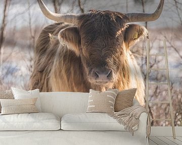 Schotse Hooglander in de sneeuw...