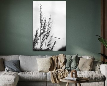 Riet aan de waterkant | zwart-wit serie