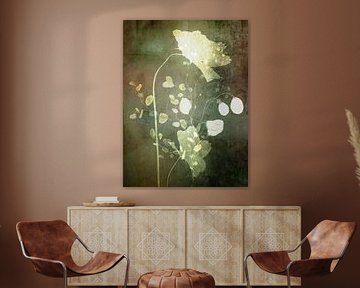 Collage of poppies and judas pennywort, Botanical art series