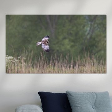 L'oiseau de proie, le busard, vole au-dessus des roseaux