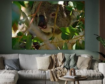 Oog in oog met een koala van Frank's Awesome Travels