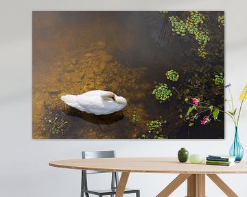 Cygne avec reflet du soleil sur l'eau