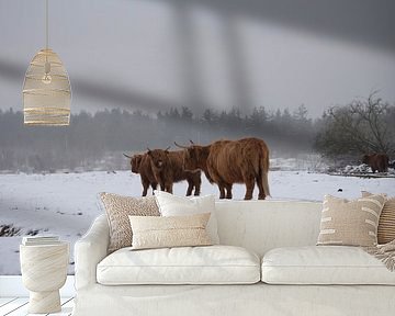 Schottische Highlander im Schnee