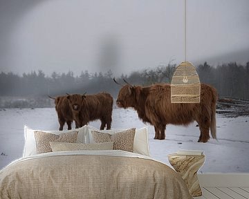 Schottische Highlander im Schnee