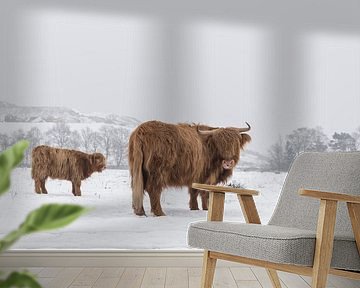 Schottische Highlander im Schnee