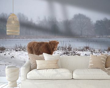 Schottischer Highlander im Schnee