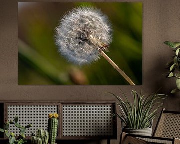 Dandelion flower by Vinay Kezakedath Rameshkumar