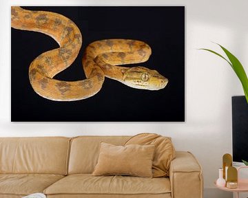 Gartenboa (Corallus hortulana) von Ronald Pol