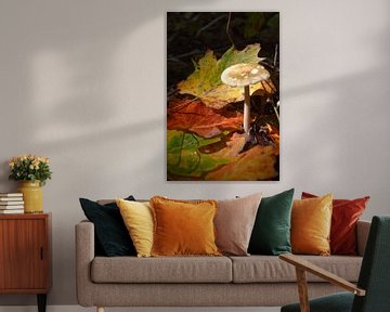 A mushroom in the forest in autumn by Claude Laprise