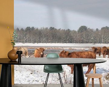 Schottische Highlander im Schnee