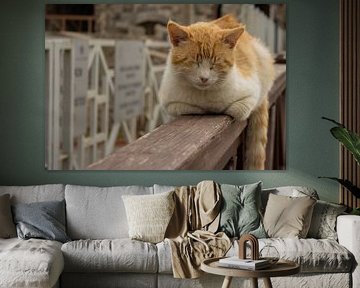 rothaarige Katze