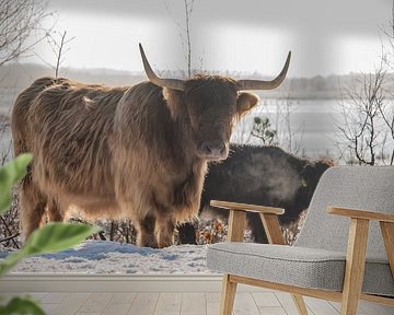 Schotse Hooglander in de sneeuw...