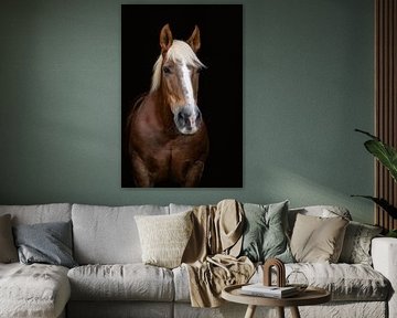Cheval Noriker sur Jaimy Michelle Photography