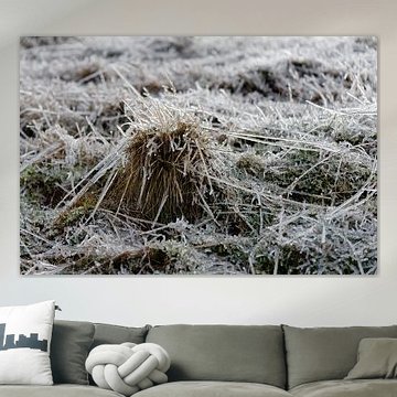 Brins d'herbe givrés