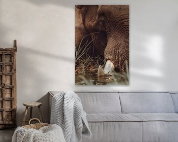 Olifant voedt zich met gras in het water van de Okavango Delta van Geke Woudstra