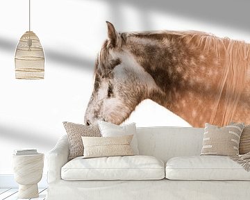 Horse Silence in the Sunbeams A Pony at Rest by Femke Ketelaar