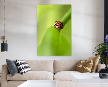 Lieveheersbeestje met regendruppels van Birgitte Bergman