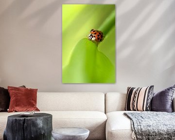 Lieveheersbeestje met regendruppels van Birgitte Bergman