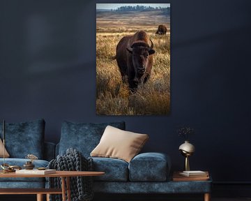 Les yeux dans les yeux avec les Bisons