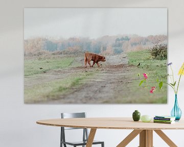 Schotse Hooglanders in de Nederlandse Duinen van Anne Zwagers