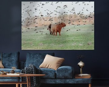 Schotse Hooglanders in de Nederlandse Duinen van Anne Zwagers