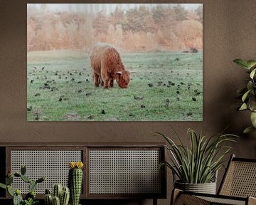 Schotse Hooglanders in de Nederlandse Duinen van Anne Zwagers