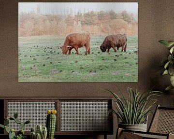 Schotse Hooglanders in de Nederlandse Duinen van Anne Zwagers