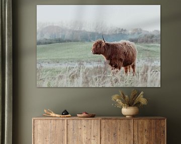 Schotse Hooglanders in de Nederlandse Duinen van Anne Zwagers