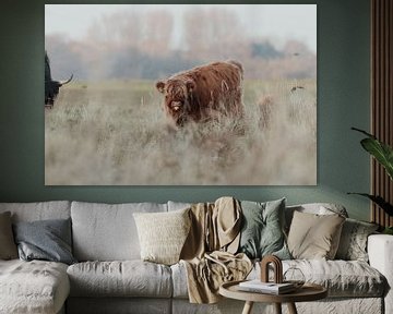 Schotse Hooglanders in de Nederlandse Duinen van Anne Zwagers