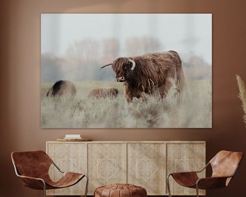 Schotse Hooglanders in de Nederlandse Duinen van Anne Zwagers