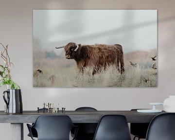 Schotse Hooglanders in de Nederlandse Duinen van Anne Zwagers