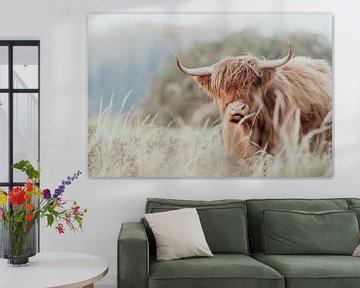 Schotse Hooglanders in de Nederlandse Duinen van Anne Zwagers