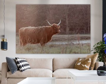 Schotse Hooglanders in de Nederlandse Duinen van Anne Zwagers