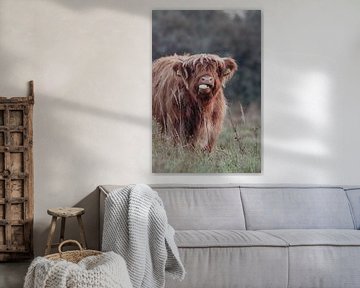 Schotse Hooglanders in de Nederlandse Duinen van Anne Zwagers