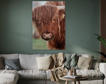 Schotse Hooglanders in de Nederlandse Duinen van Anne Zwagers