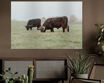 Schotse Hooglanders in de Nederlandse Duinen van Anne Zwagers