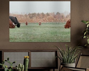 Schotse Hooglanders in de Nederlandse Duinen van Anne Zwagers