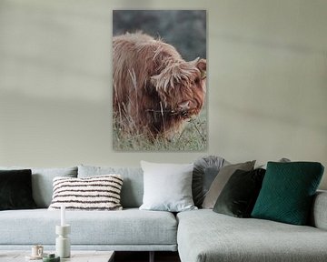 Schotse Hooglanders in de Nederlandse Duinen van Anne Zwagers