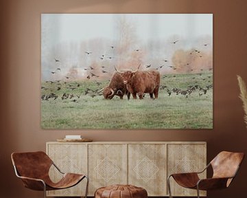 Schotse Hooglanders in de Nederlandse Duinen van Anne Zwagers