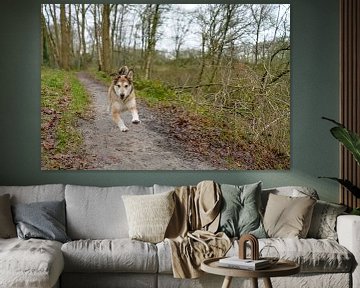 Spelende en rennende hond van Ivonne Wierink
